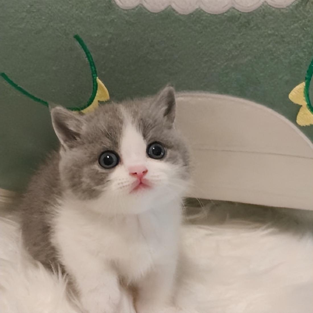 养矮脚猫真的像刷短视频那么轻松吗？