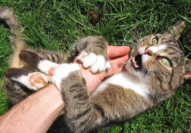 猫咪绝育后会不会记恨主人? 猫咪绝育后会不会记恨主人?