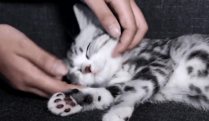 猫咪为什么总发出咕噜咕噜的声音? 猫咪为什么总发出咕噜咕噜的声音?