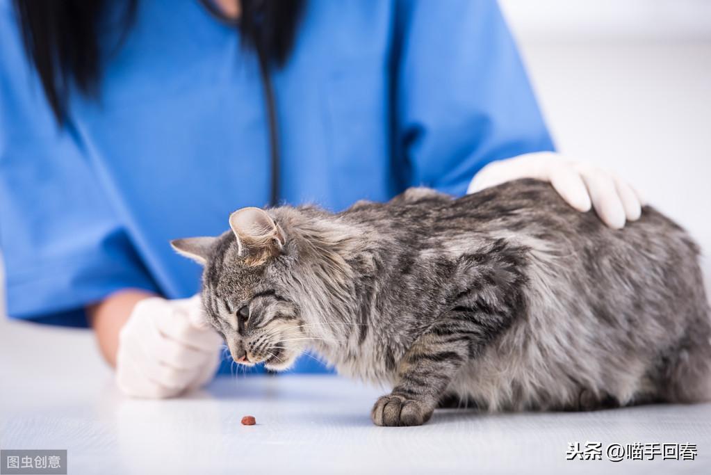 猫咪得了口炎会传染给其他猫吗? 猫咪得了口炎会传染给其他猫吗?