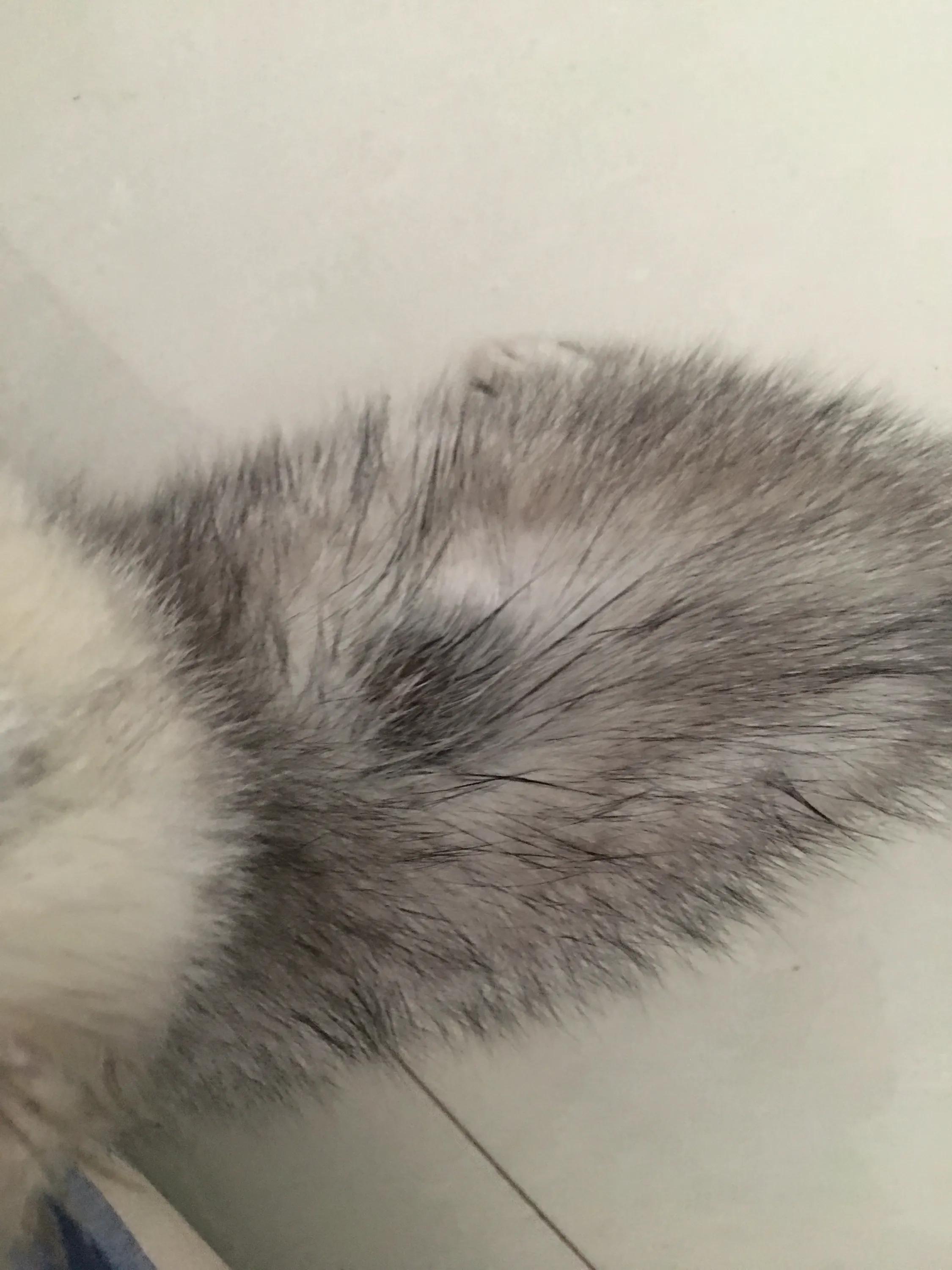 猫咪得了猫藓会传染给人吗？