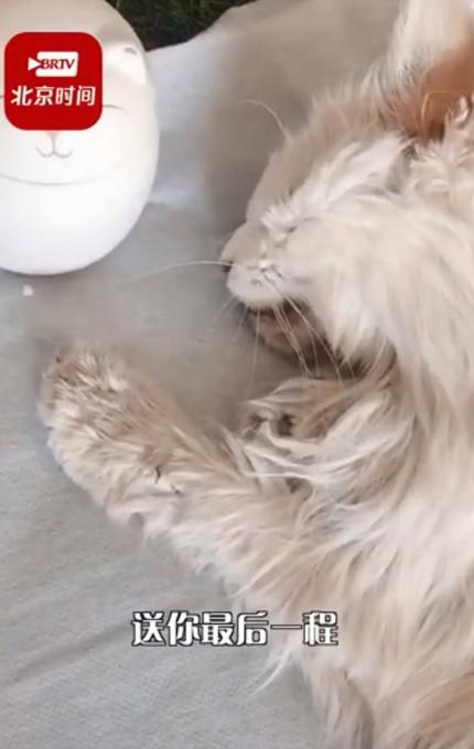 给猫咪火化到底要花多少钱才不被坑？