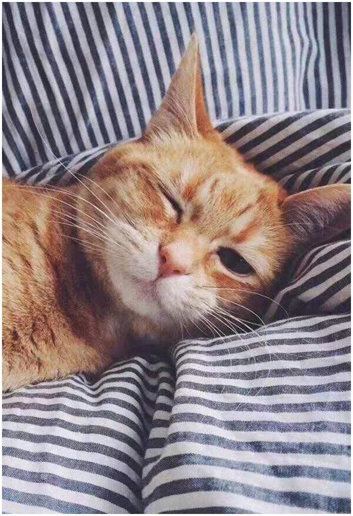 猫咪洗完澡后呕吐正常吗?新手必看的急救指南 猫咪洗完澡后呕吐正常吗?新手必看的急救指南