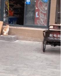 新手怎样才能在猫咪快跑里活过三分钟? 新手怎样才能在猫咪快跑里活过三分钟?