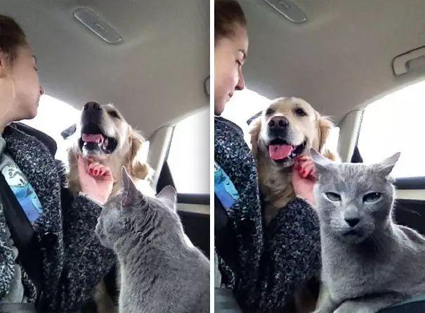 米卢到底该怎么养才能不暴毙? 米卢到底该怎么养才能不暴毙?