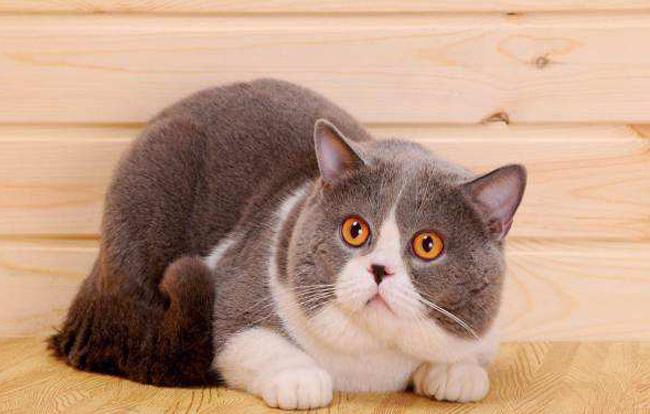 猫咪吐了没消化的猫粮要送医院吗? 猫咪吐了没消化的猫粮要送医院吗?