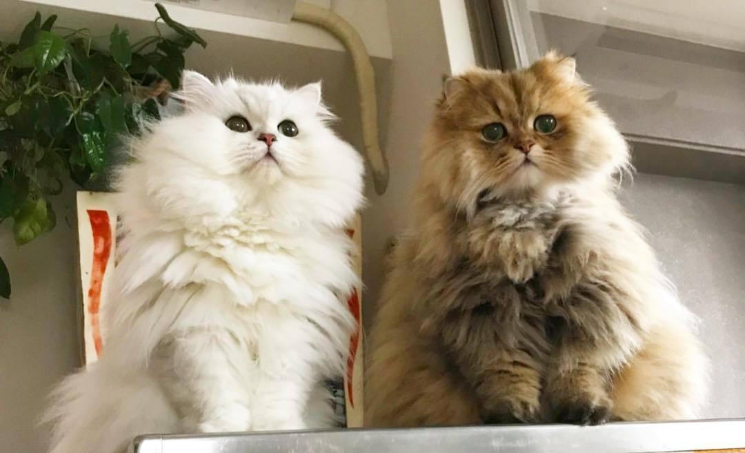 猫咪舔伤口真的能自愈吗? 猫咪舔伤口真的能自愈吗?