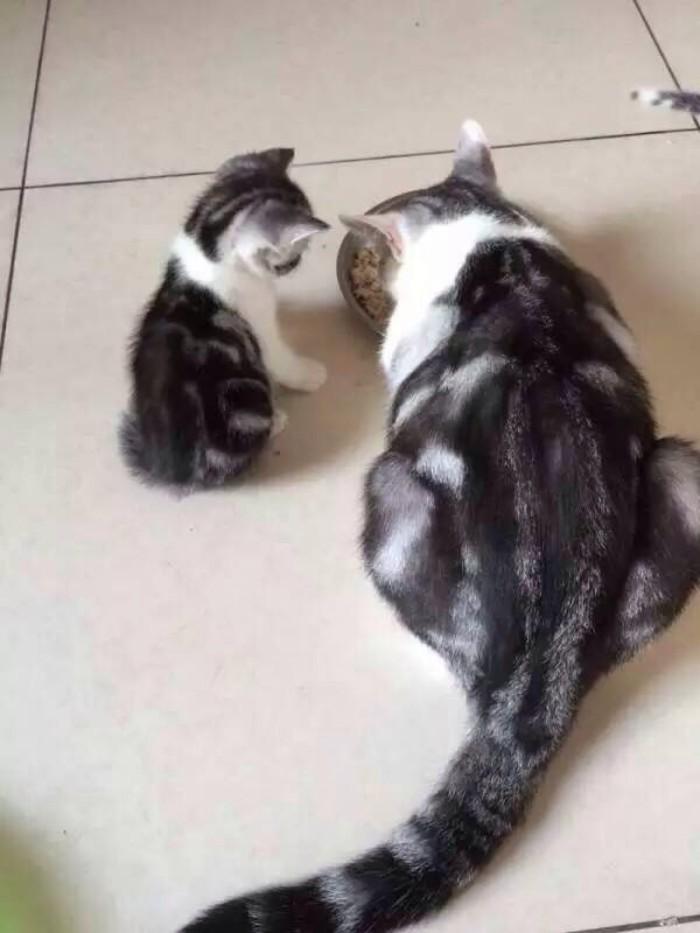 猫咪看到的颜色真的只有黑白灰吗？