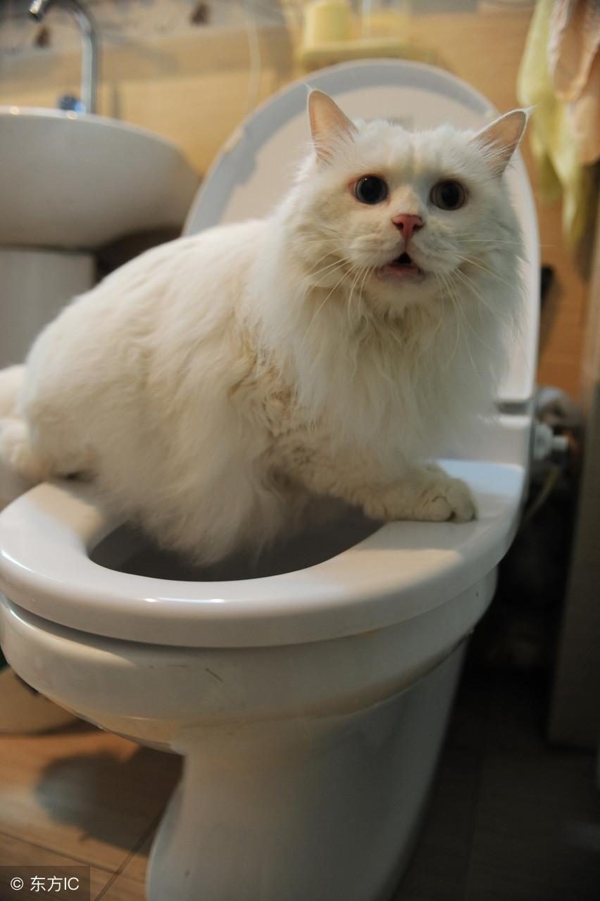 新手养猫最头疼的厕所问题怎么破？
