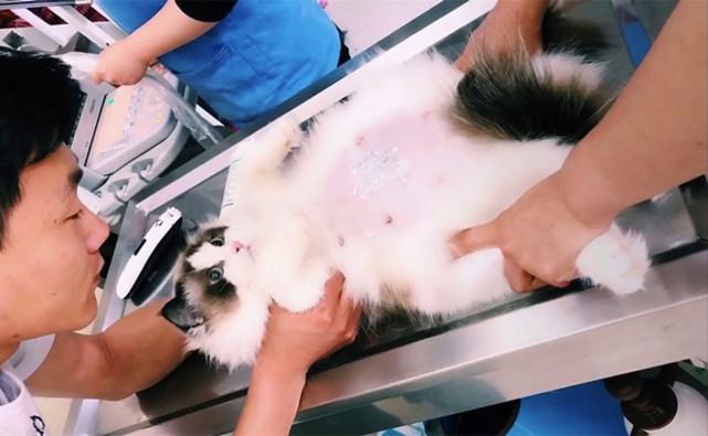 篮球赛护鼻装备：不同材质类型及适用场景介绍