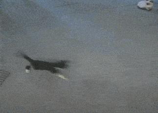 猫咪真的会感到孤单吗？