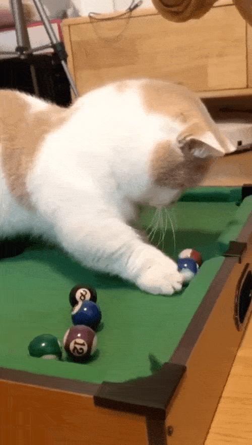 新版猫咪下载真的能一键获取全网资源吗？