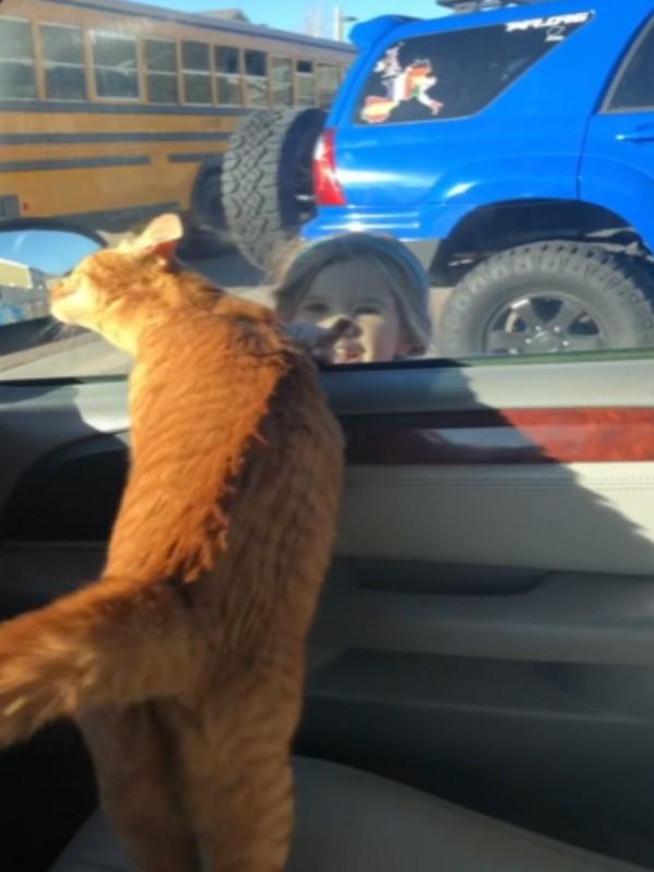 主子摔成「玻璃渣腿」还能救回来吗？