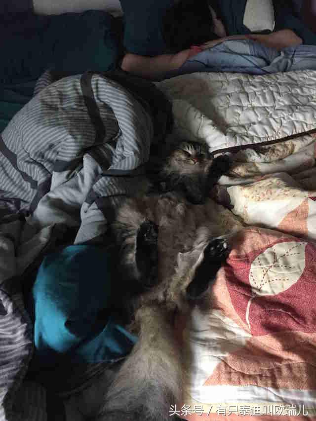 猫咪尾巴拍地是生气还是撒娇? 猫咪尾巴拍地是生气还是撒娇?