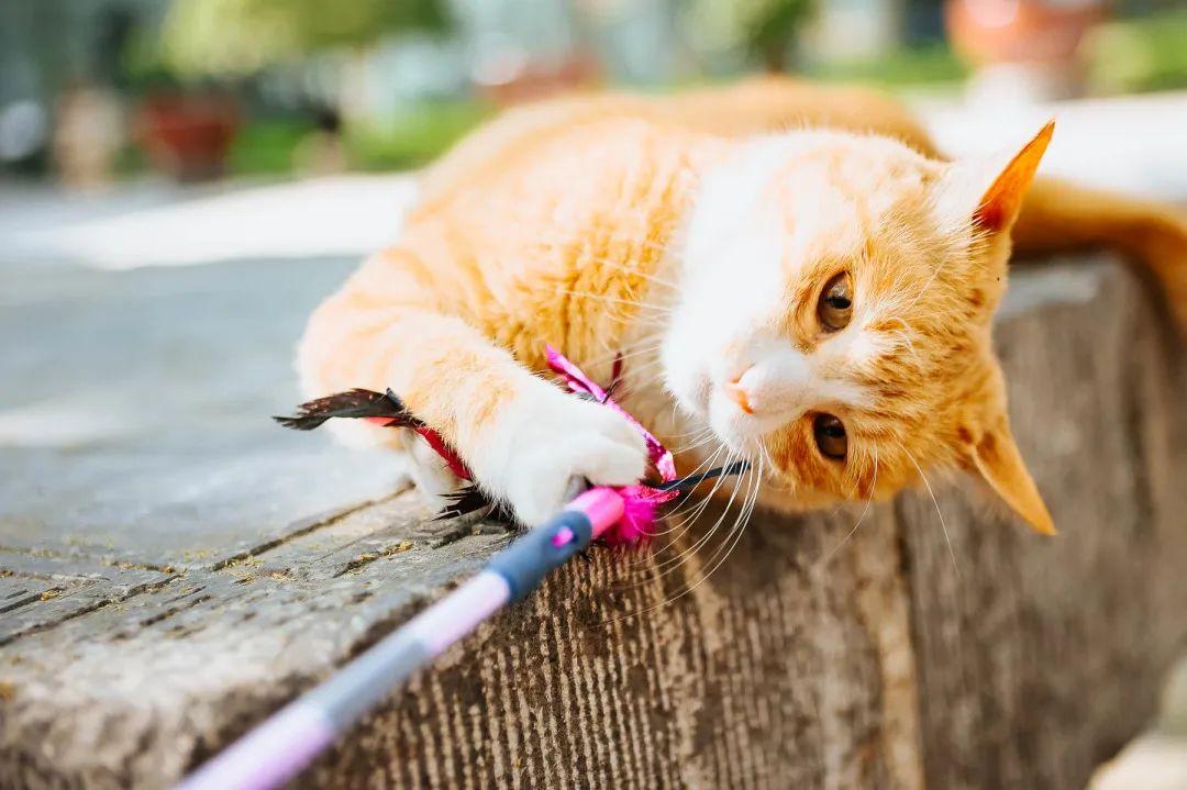 夏天给猫咪剃毛真的能帮它降温吗? 夏天给猫咪剃毛真的能帮它降温吗?