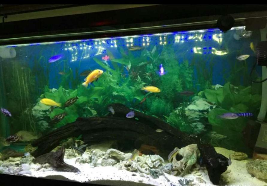 斑马王子到底该怎么玩才能不坑队友？