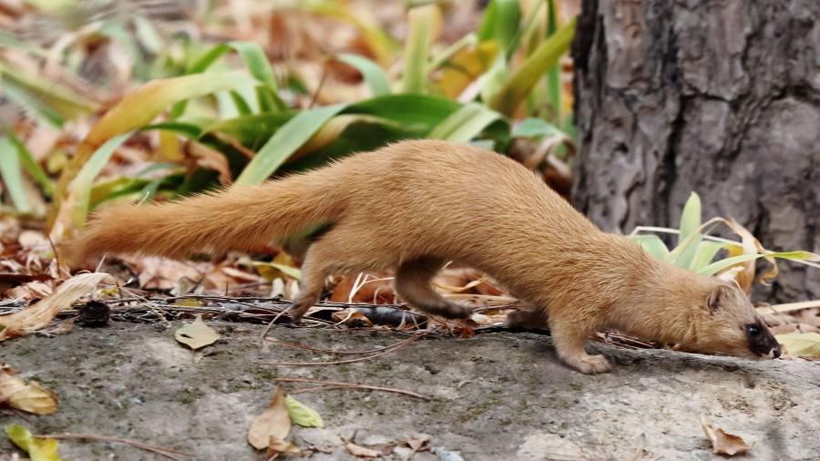 原版周公解梦：梦见疯女人追自己的7种凶吉预兆与破解方法