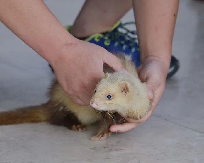 西甲积分榜剧烈变动：皇马、巴萨、马竞之争白热化