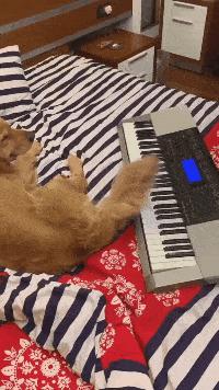 你家猫主子半夜钻被窝到底图啥? 你家猫主子半夜钻被窝到底图啥?