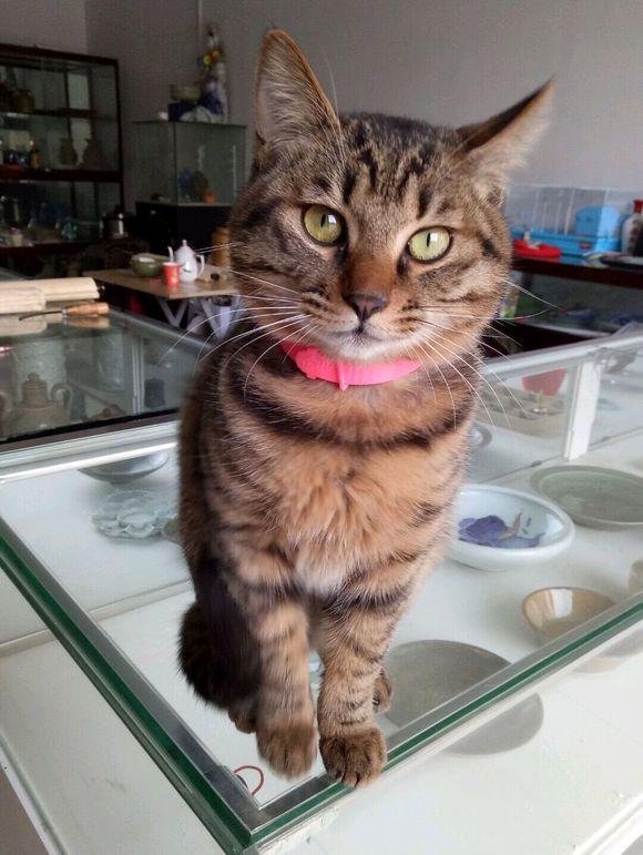 你家猫主子突然咬你手是几个意思？