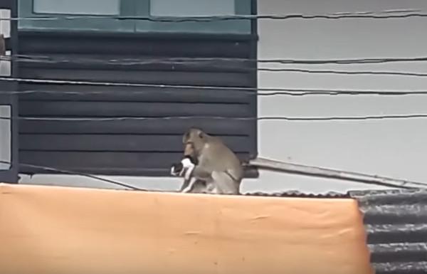 雷诺拉古那到底值不值得新手入手？