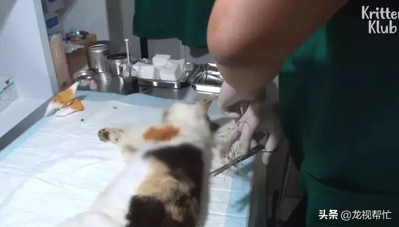 猫咪怀孕几周后能看出明显变化？