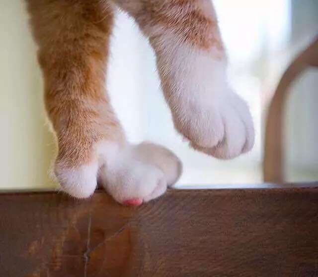 主子指甲劈了要截肢吗? 主子指甲劈了要截肢吗?