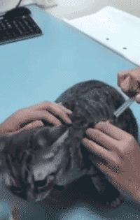 猫咪打针真的会要命吗？