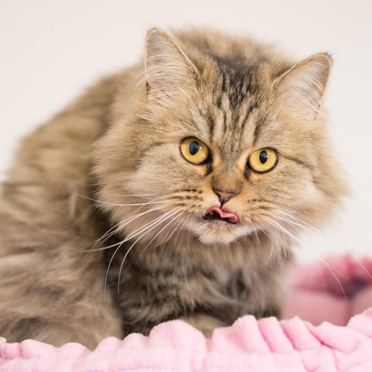 猫咪突然吐黄水泡沫，新手铲屎官该怎么办？