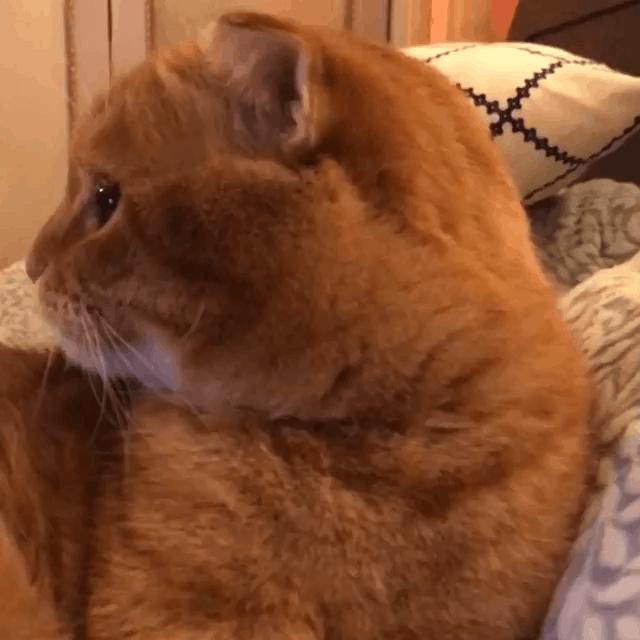 零基础如何画出会卖萌的猫咪? 零基础如何画出会卖萌的猫咪?