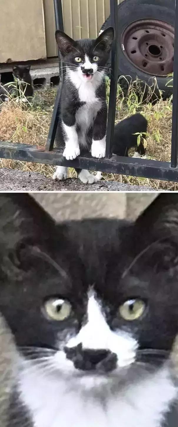 猫咪花纹真的能看出性格吗? 猫咪花纹真的能看出性格吗?