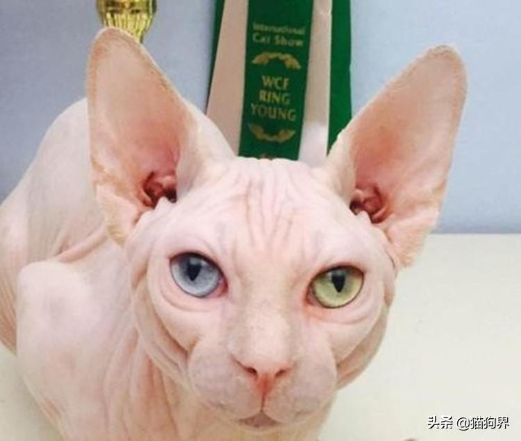 踢球究竟能有多拼命？布莱恩·罗布森的膝盖里还留着螺丝钉你知道吗？