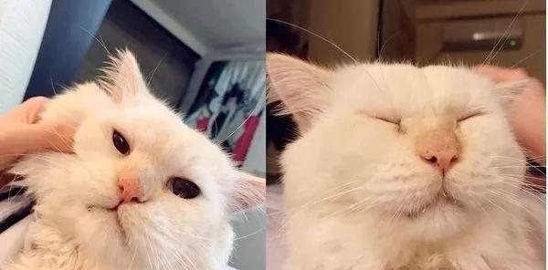 猫咪总在咕噜噜是生病了吗? 猫咪总在咕噜噜是生病了吗?