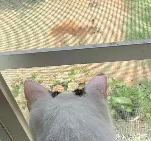 小猫咪写信儿歌怎么教孩子边唱边玩？