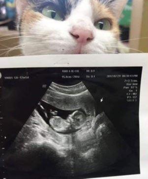 猫咪吃馒头会不会要命? 猫咪吃馒头会不会要命?