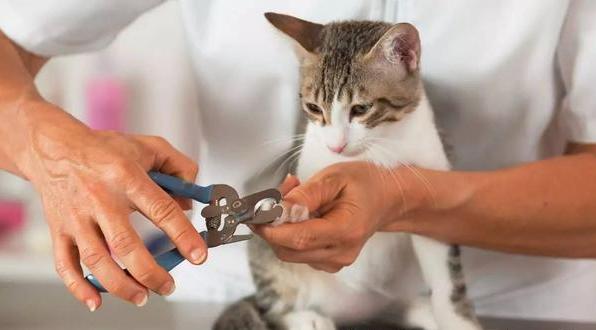 猫咪指甲到底该多久剪一次？
