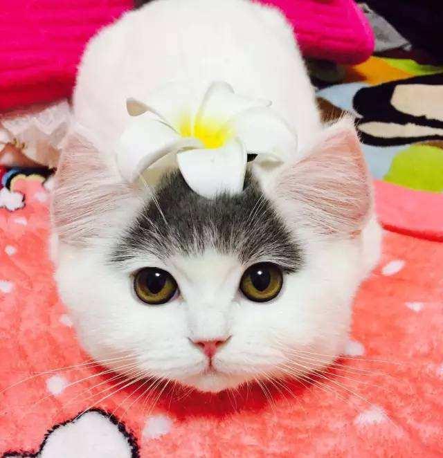 妈妈梦见女儿出嫁办喜事预示什么？2025年双鱼座运势解析