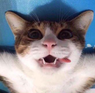 猫咪突然变成 挑食怪 怎么办？