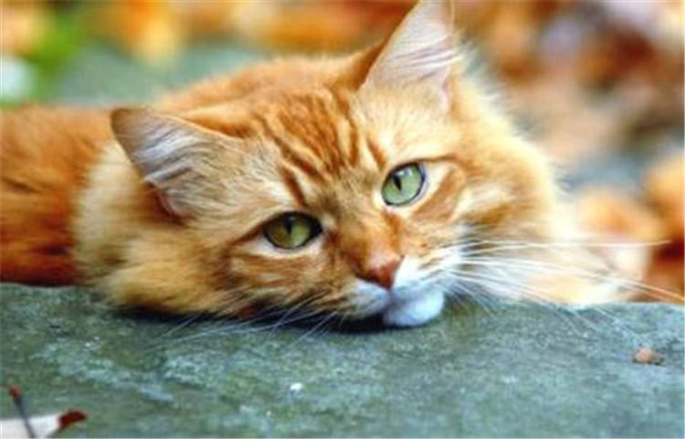 猫咪突然玩失踪，铲屎官该怎么办？