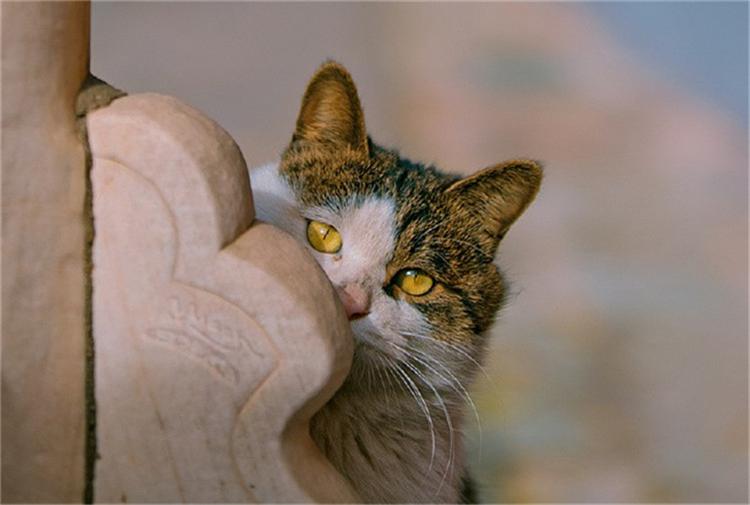 猫咪身上突然冒小黑点会传染给人吗？
