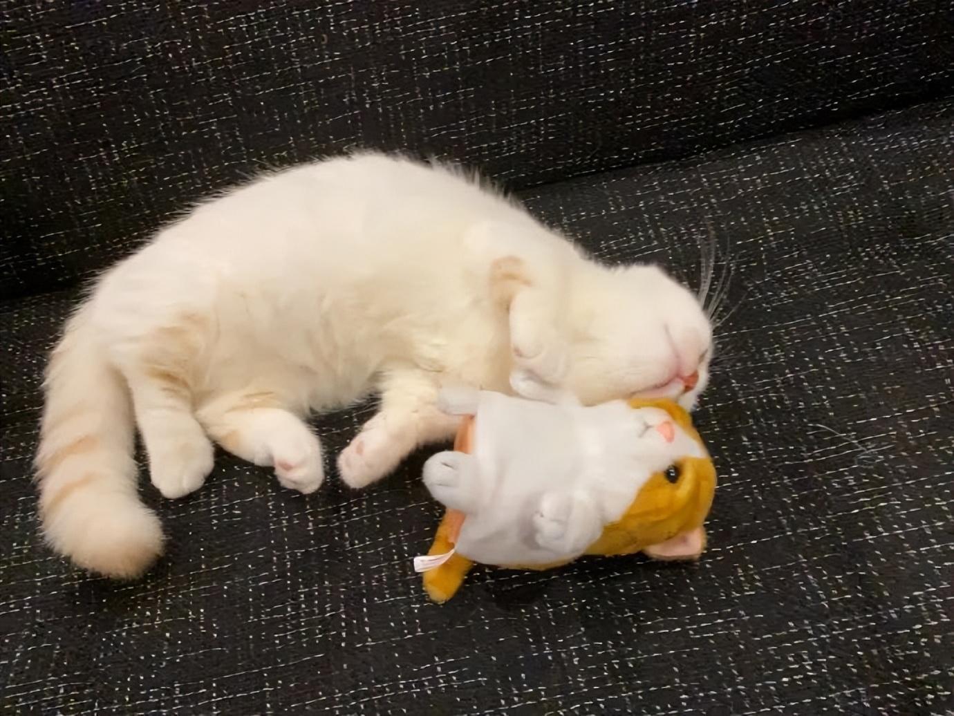 猫咪炸毛时该摸还是装傻？