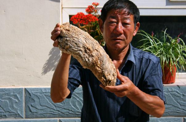 太岁到底是个什么玩意儿? 太岁到底是个什么玩意儿?