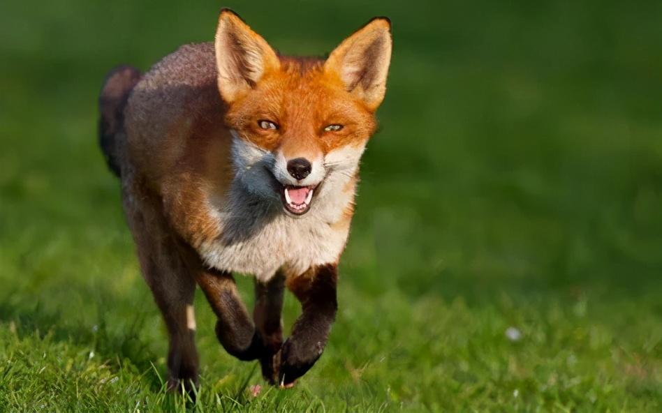 猫咪不打狂犬疫苗会出大事吗？