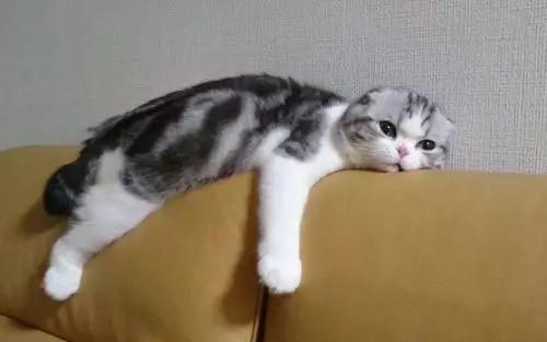 猫咪光吃不胖是基因问题吗? 猫咪光吃不胖是基因问题吗?