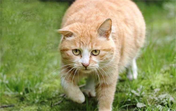 猫咪多大能剪指甲？新手必看的7个关键时间点