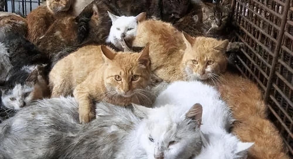 猫咪突然窜稀怎么办?新手必看应急指南 猫咪突然窜稀怎么办?新手必看应急指南