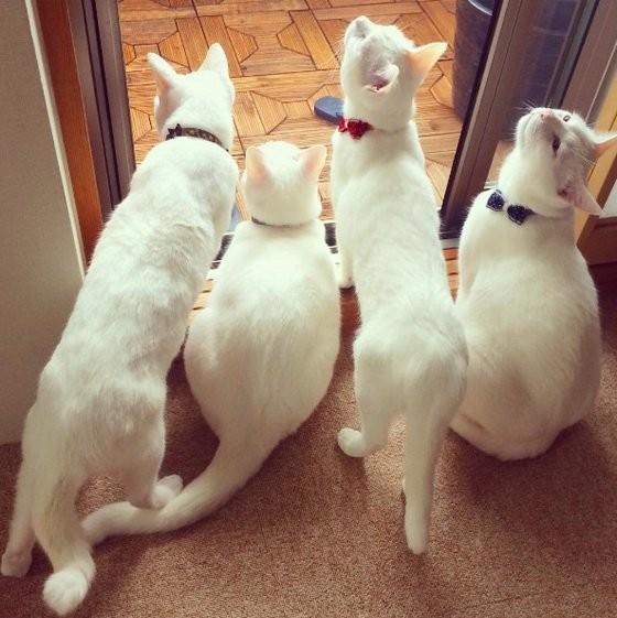 纯白猫咪只有一种吗? 纯白猫咪只有一种吗?