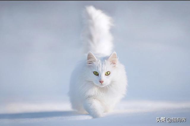 在新西兰找不到华人组织怎么办？2024最新论坛入口全解析