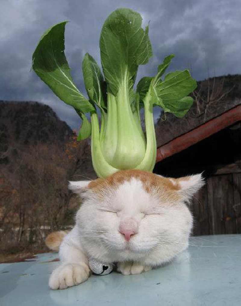 为什么猫咪总用头顶蹭我的手？