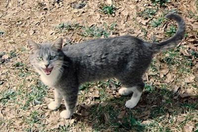 猫咪突然瘸腿千万别乱抱？手把手教你处理骨折急救